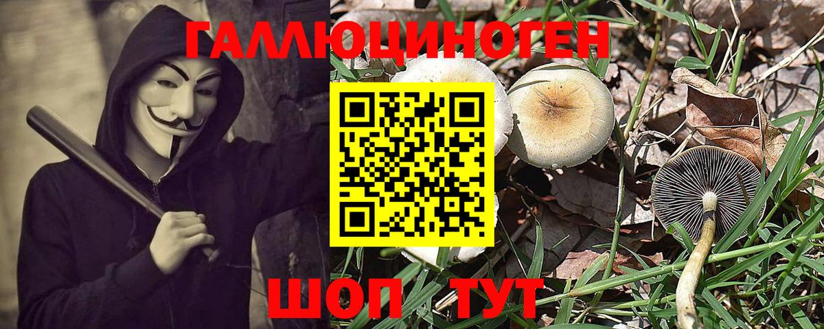 Псилоцибиновые грибы Psilocybine cubensis Орск